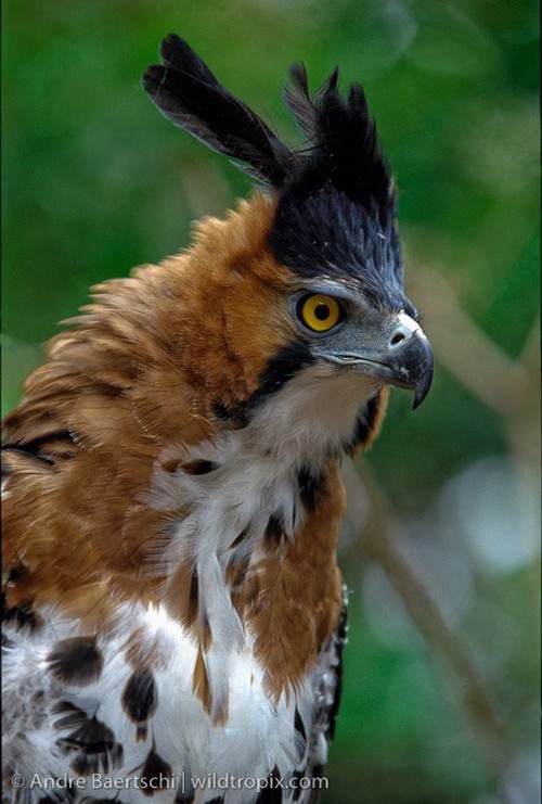 Photo:  ornate hawk